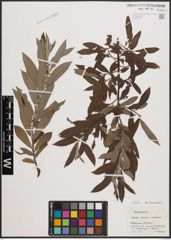 Foto von Salix cinerea L. x Salix viminalis L.